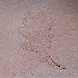 Prints - leaves, feet, hands...